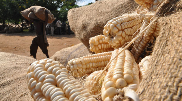 harvest maize.jpg